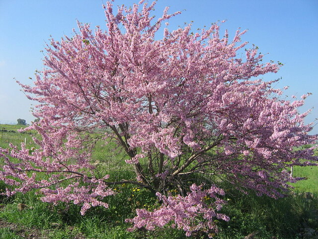 Types of plants, shrubs, and trees donated to park