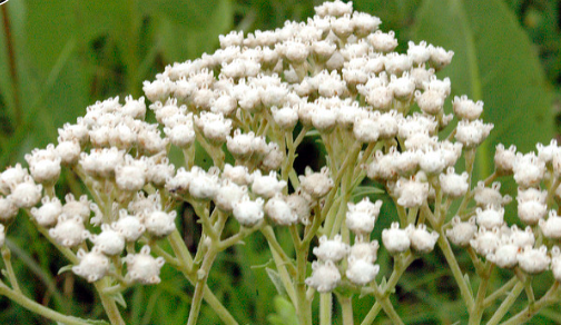 medicines used today