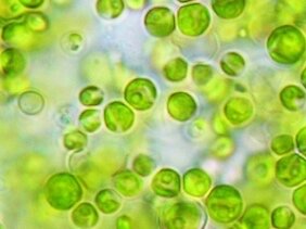 Prototipo de un Biorreactor para la Obtención de Biodiesel