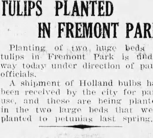 Two large beds of tulips planted