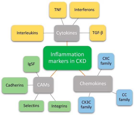 Kidney Failure Markers