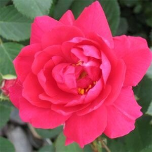 Construction by City of two Rose Portals begins