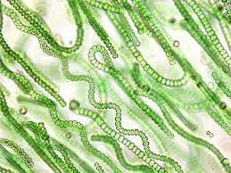 CIANOBACTERIAS Organismos fotosintéticos  - aerobios. Estabilizacion del oxigeno atmosférico 21%