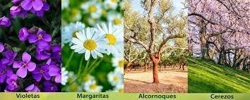 EVOLUCION DE LOS SERES VIVOS . REINO VEGETAL