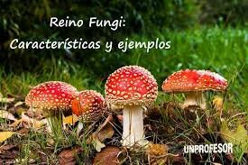 EVOLUCION DE LOS SERES VIVOS.5. Reino Fungi
