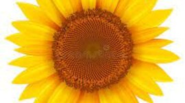 Timeline: origen i evolució dels éssers vius