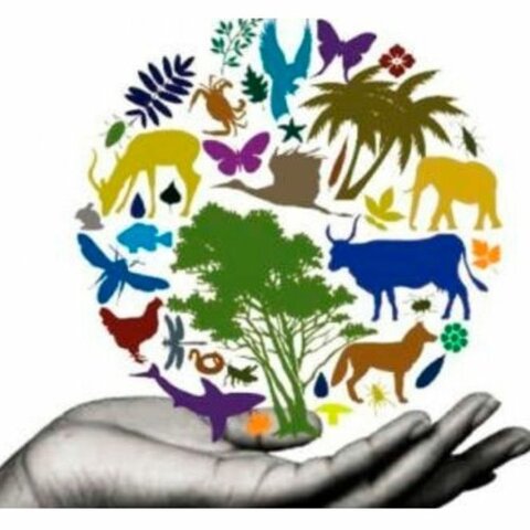 Autorización para uso de los recursos biológicos