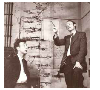 James Dewey Watson y Francis Harry Compton Crick