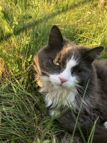 L'année que j'ai eu mon chat Toudoux 🌟