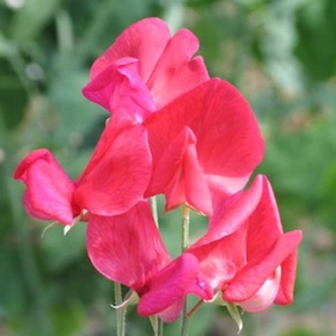 Arriving in Sweet Pea