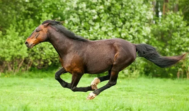 History of film Horse gallop 1872