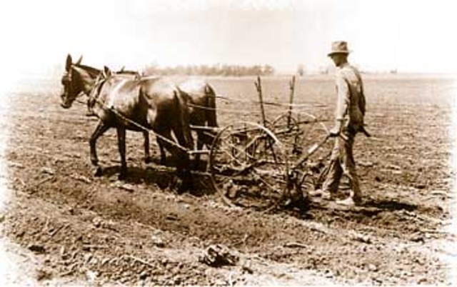 Hay Cultivating