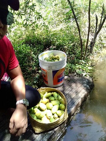 El día que recolectamos muchas tunas en Durango