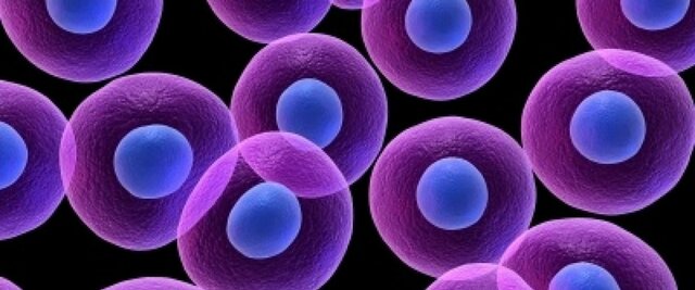 Evolució cel·lular