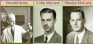 Identificación del "factor de transformación", Oswald Avery, Colin MacLeod, Maclyn McCarty