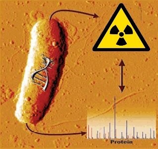 Bacteria capaz de degradar el Uranio