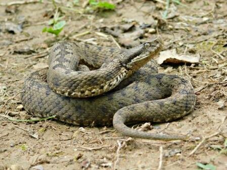 Em pica un escurçó