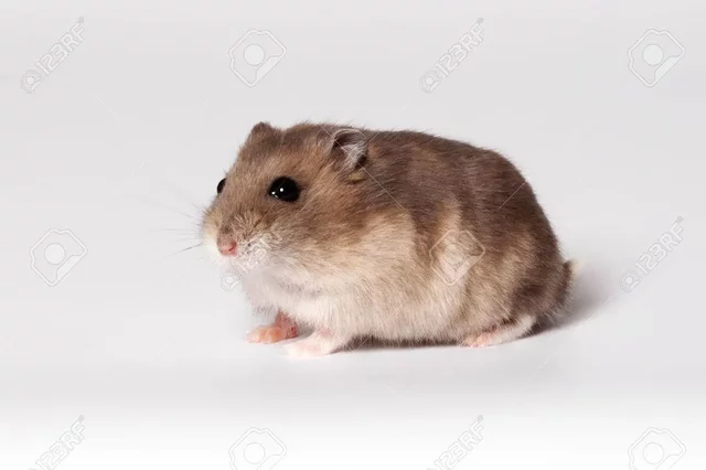 Quan el meu hamster es va cremar els bigotis
