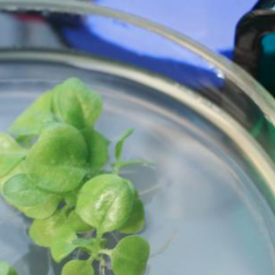 Timeline: Linea del tiempo normatividad colombiana de bioprospección