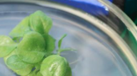 Timeline: Linea del tiempo normatividad colombiana de bioprospección