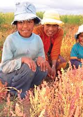 Decisión Andina 391  Junta del Acuerdo de Cartagena