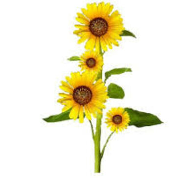 Timeline: Plant Growth