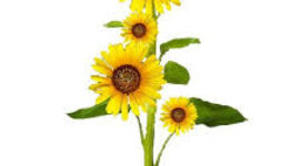 Timeline: Plant Growth