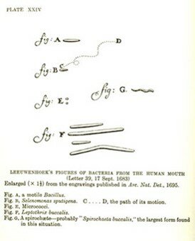 Leeuwenhoek: Descripcion de lo que actualmente denominamos protozoarios.