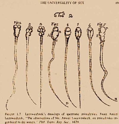 Leeuwenhoek: más aportaciones