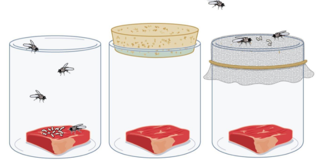 Redi: conclusiones en torno a la biogénesis