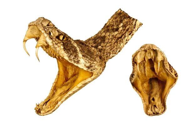 Redi:Inicios de la toxicología experimental