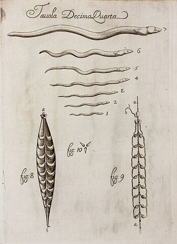 Redi: Más aportaciones