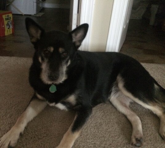 Adopted our dog, Zena