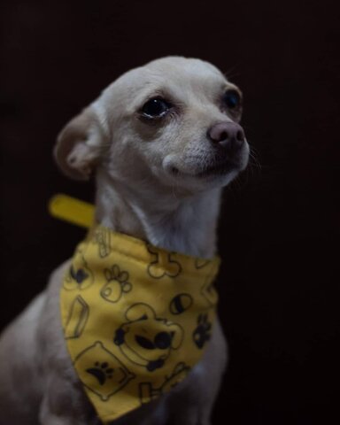 Primera foto profesional a mascotas