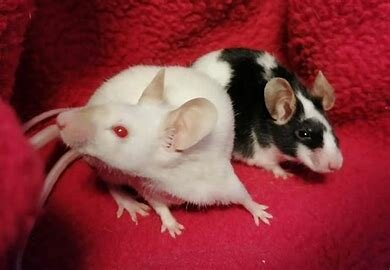 Ich bekam meine Mäuse