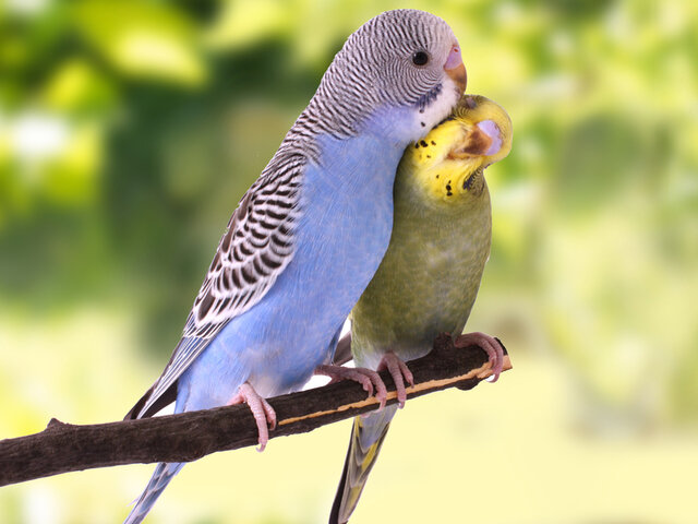 Adoptem dos periquitos