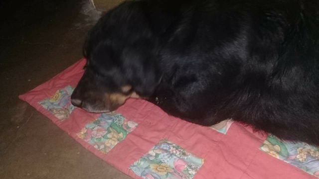 Fallecio mi perrita Quia