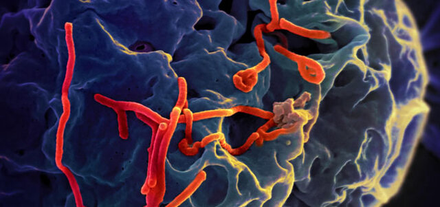 Crisi del virus d'Ebola.
