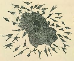 Metchnikoff: Descubrimiento de la Fagocitosis