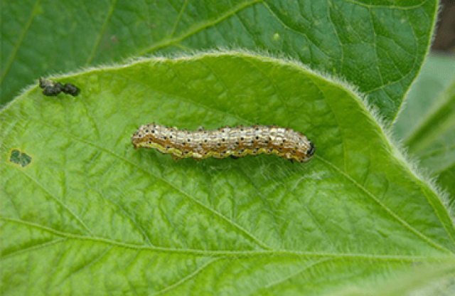 Soja transgénica RR2