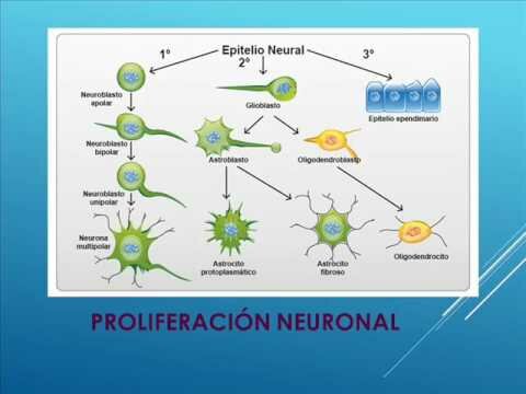 1.     Proliferación neuronal: