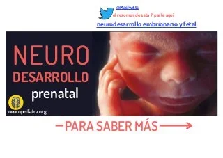 NEURODESARROLLO PRENATAL