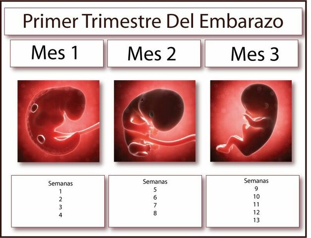 PRIMER TRIMESTRE