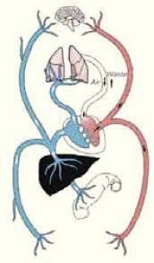 Principals aportacions a la ciència/medicina