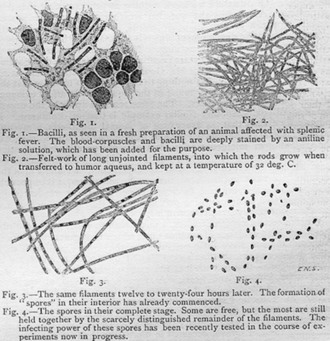 Principals aportacions a la ciència/medicina