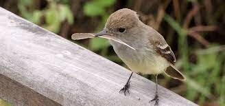 The origin of species by mean of natural selection