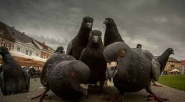 Timeline: Prekrasnoe daleko