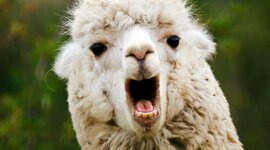 Timeline: Informatica