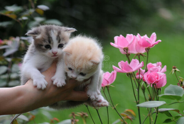 Quan em van donar dos gats