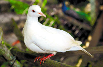 Adoptar al nostre ocell